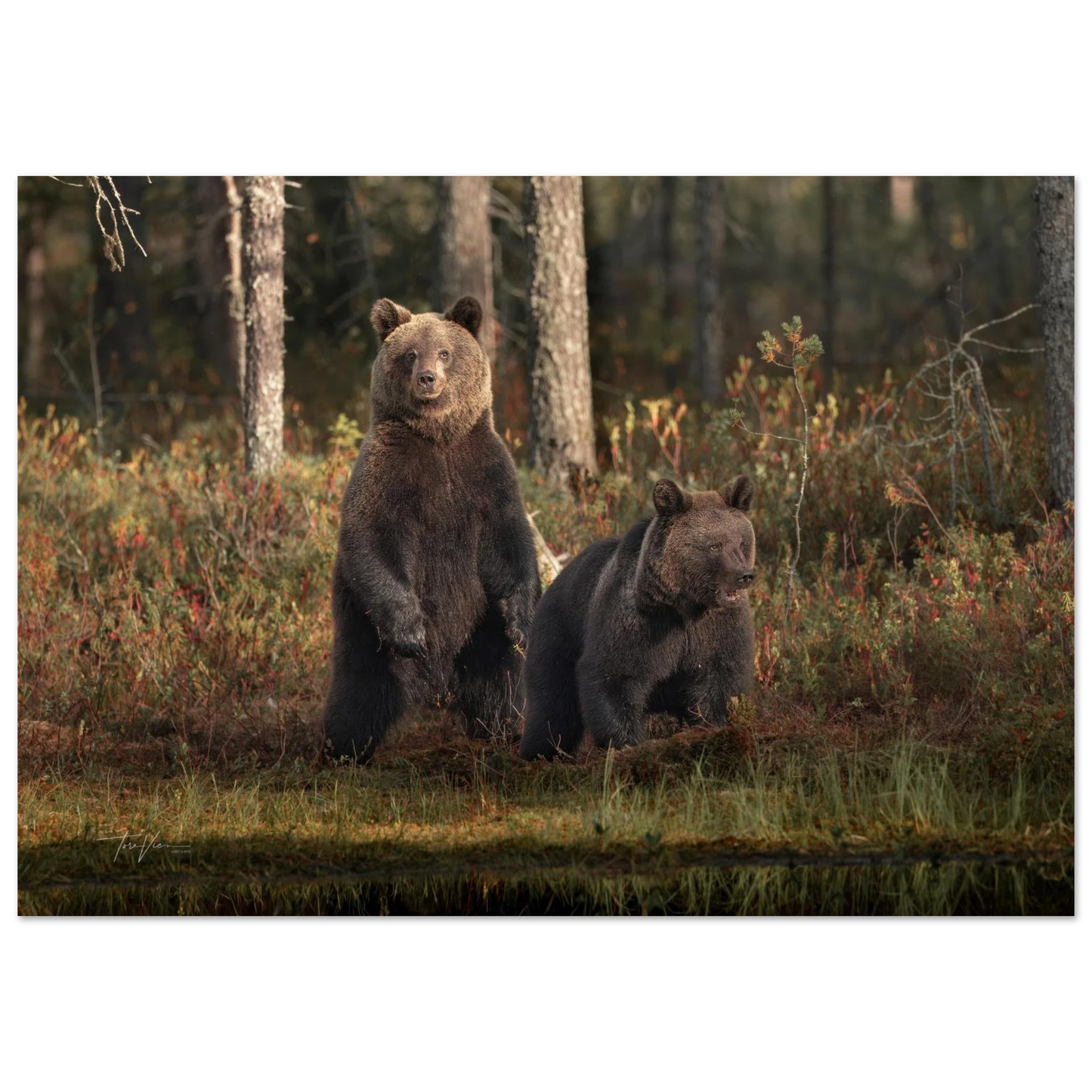 a5bff539-0c72-49e9-83fd-41ffc3a87346