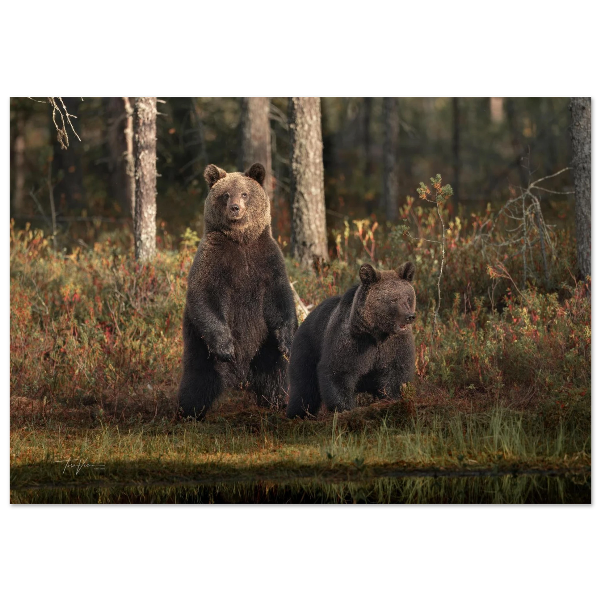 a5bff539-0c72-49e9-83fd-41ffc3a87346