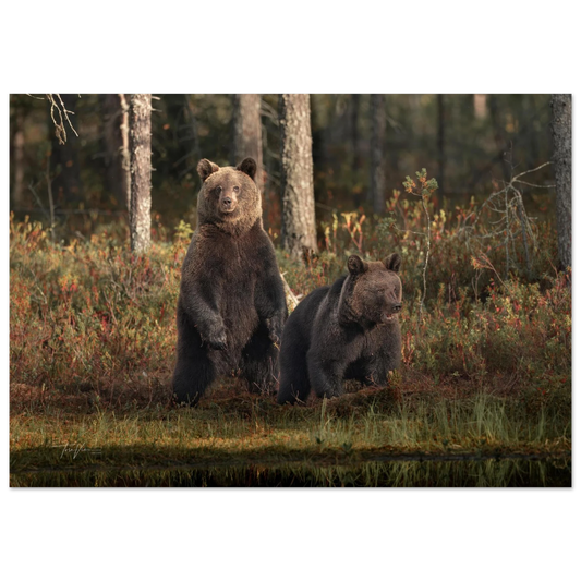 a5bff539-0c72-49e9-83fd-41ffc3a87346