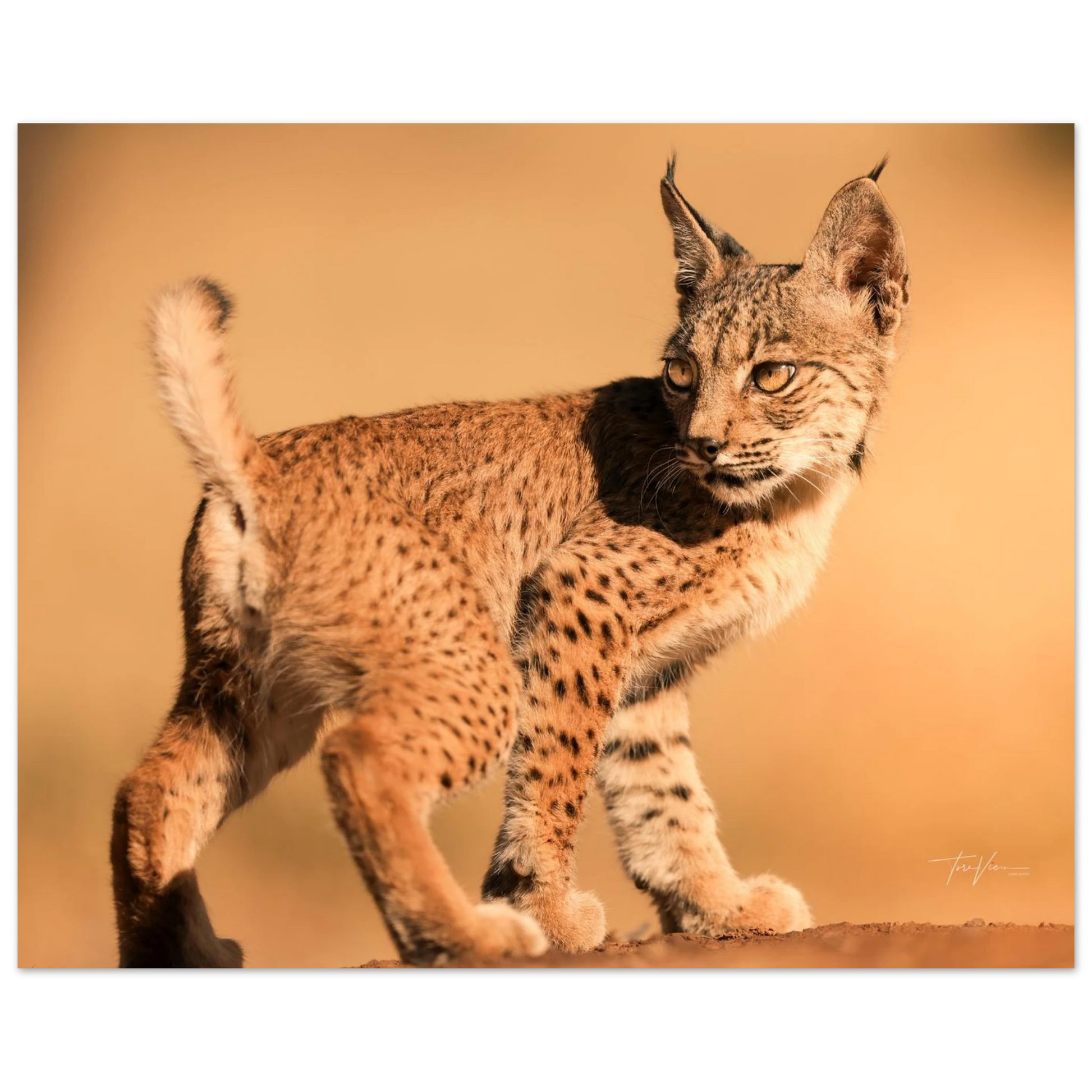 a749026f-ad9a-4792-b3b3-f718eda60225