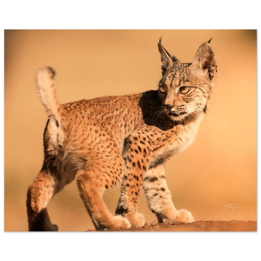 a749026f-ad9a-4792-b3b3-f718eda60225