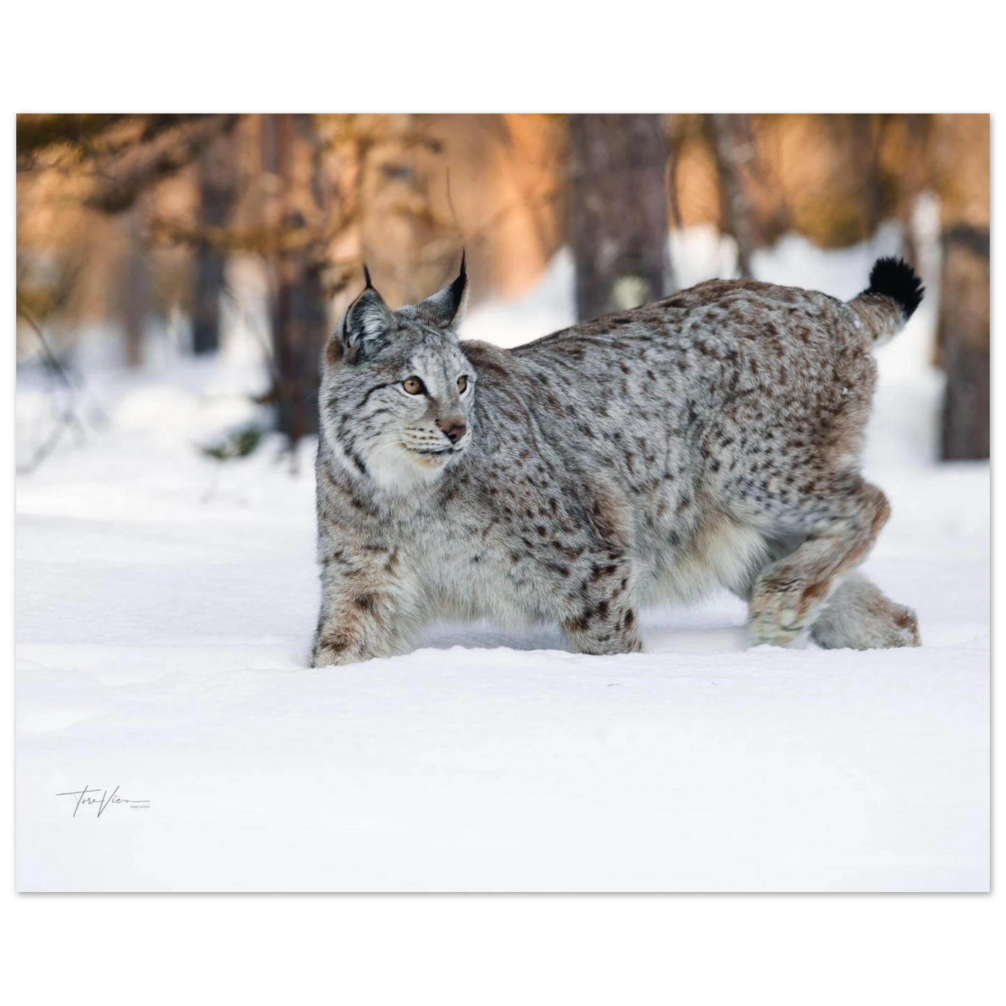 b5fb5b9d-d1b8-406b-81c5-ff785f0b5fe1