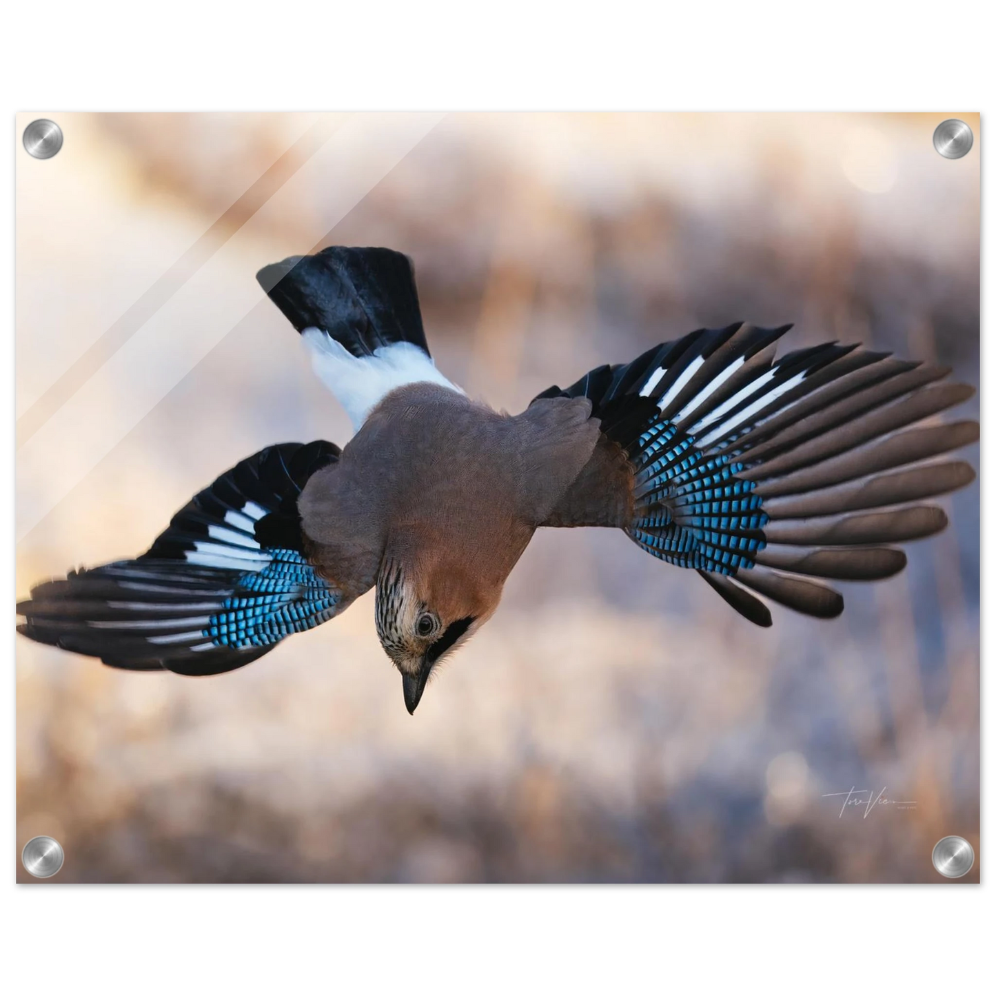 bfb6934a-554d-4a72-b9a3-3323e05431fc