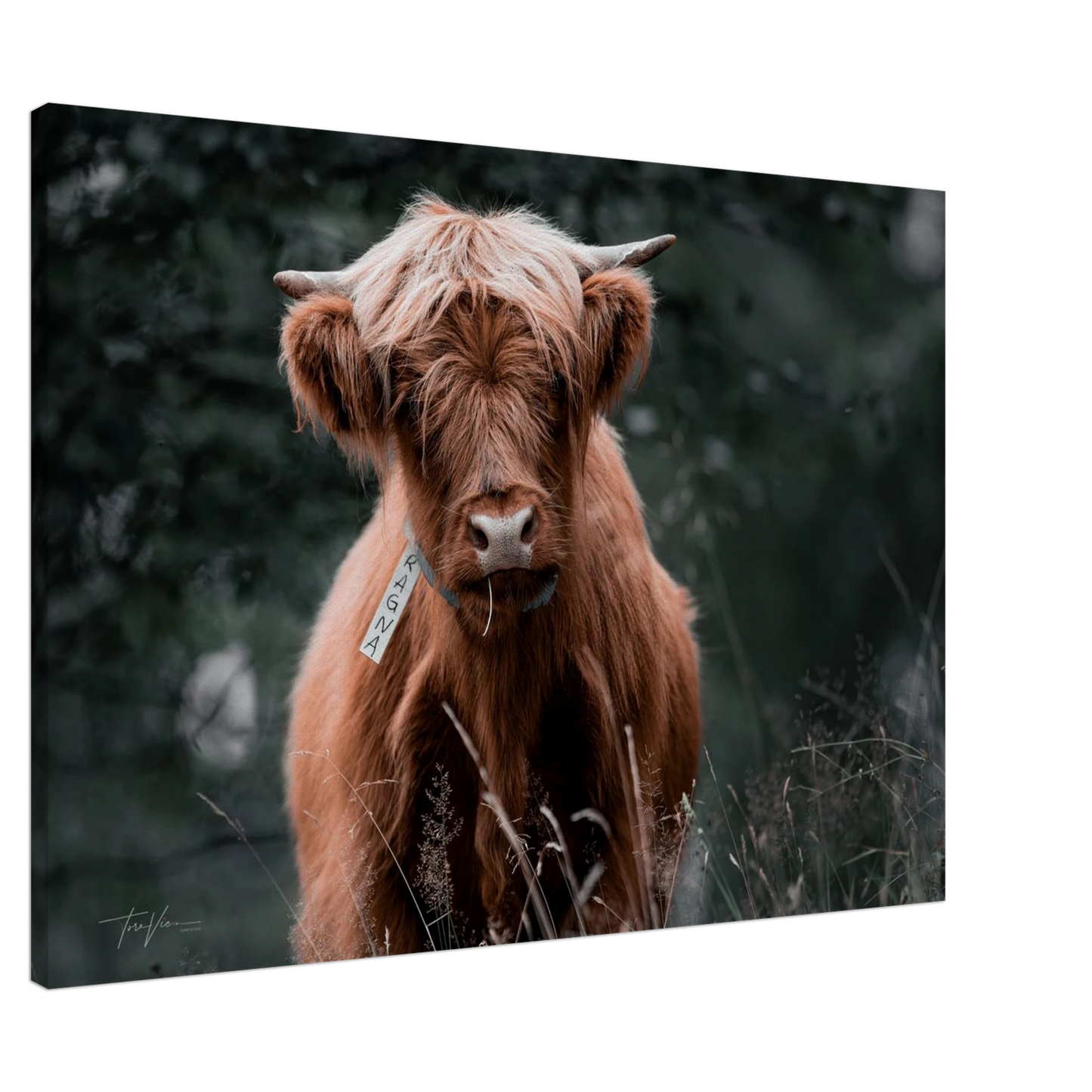 ccfcf825-2ac0-4b2b-a460-78c13d777dbe