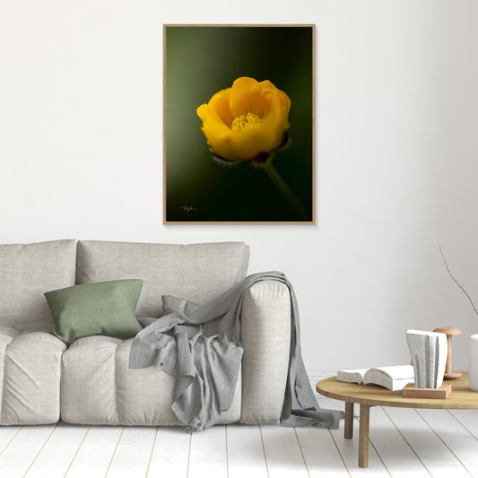 Smørblomst 001