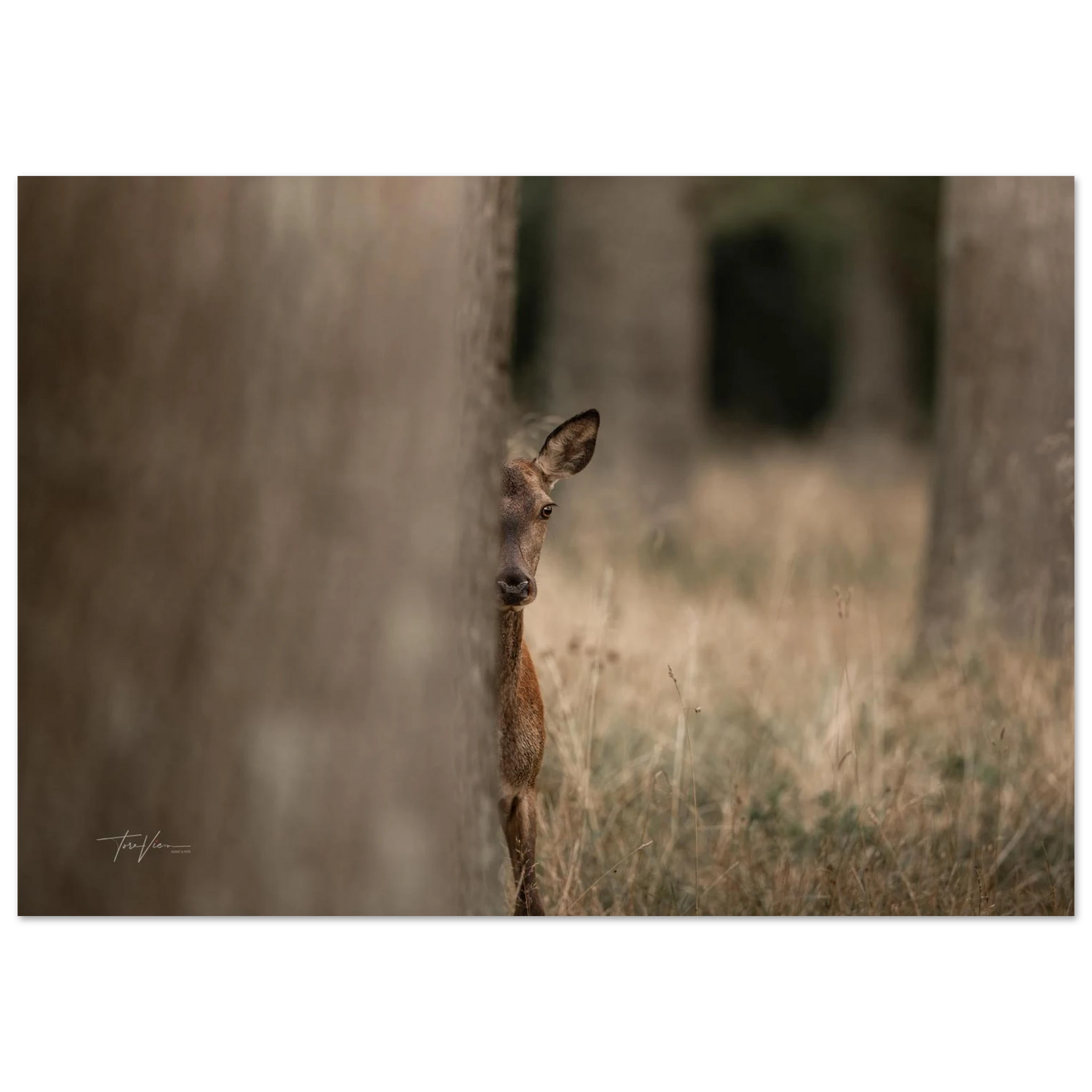 e8b58210-8157-455d-a268-640ba9bd2cbf