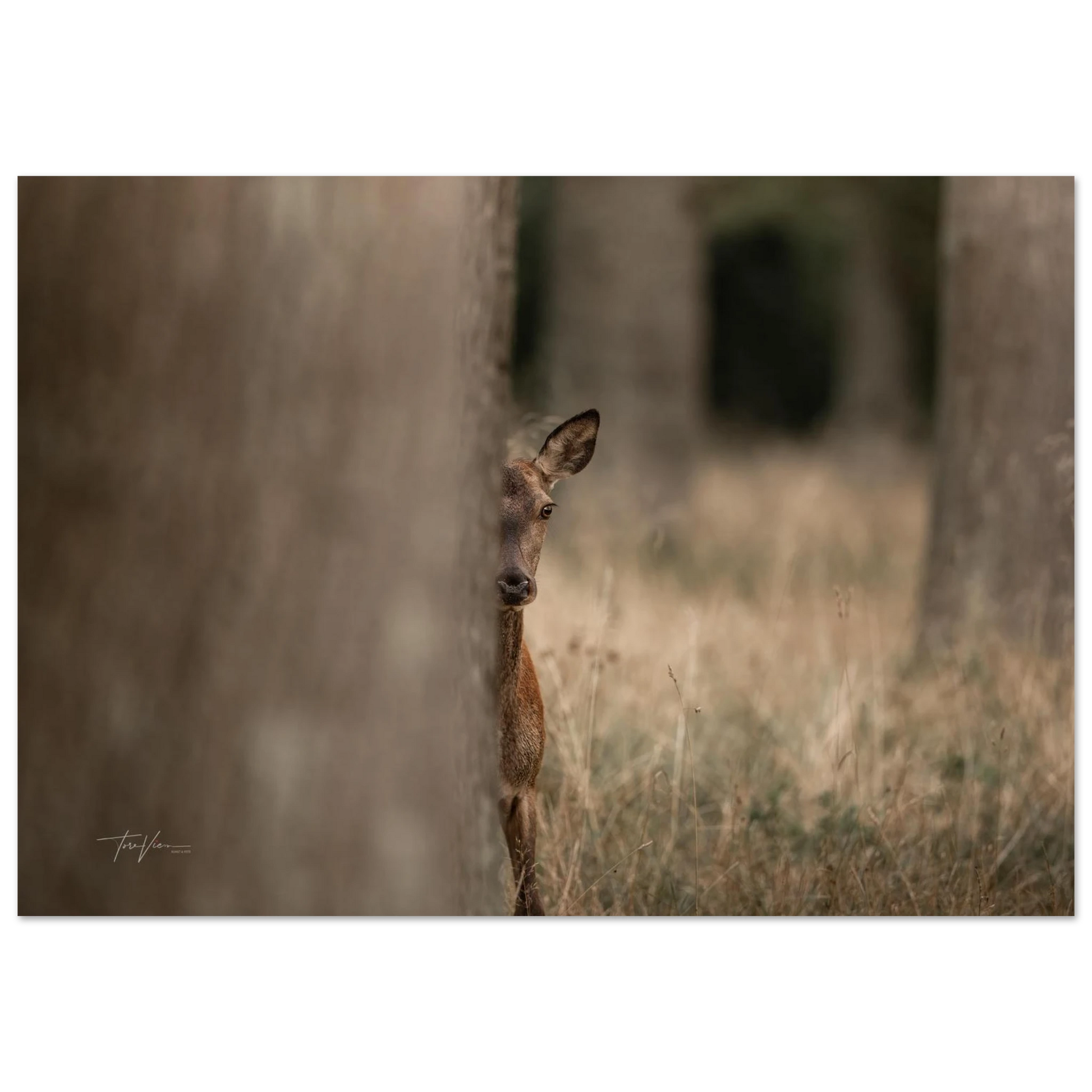 e8b58210-8157-455d-a268-640ba9bd2cbf