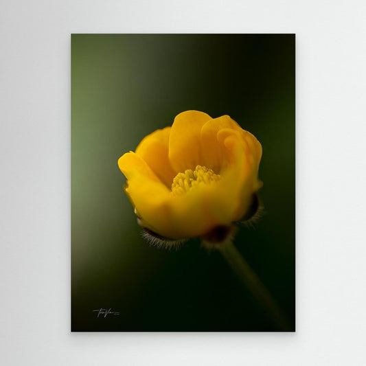 Smørblomst 001