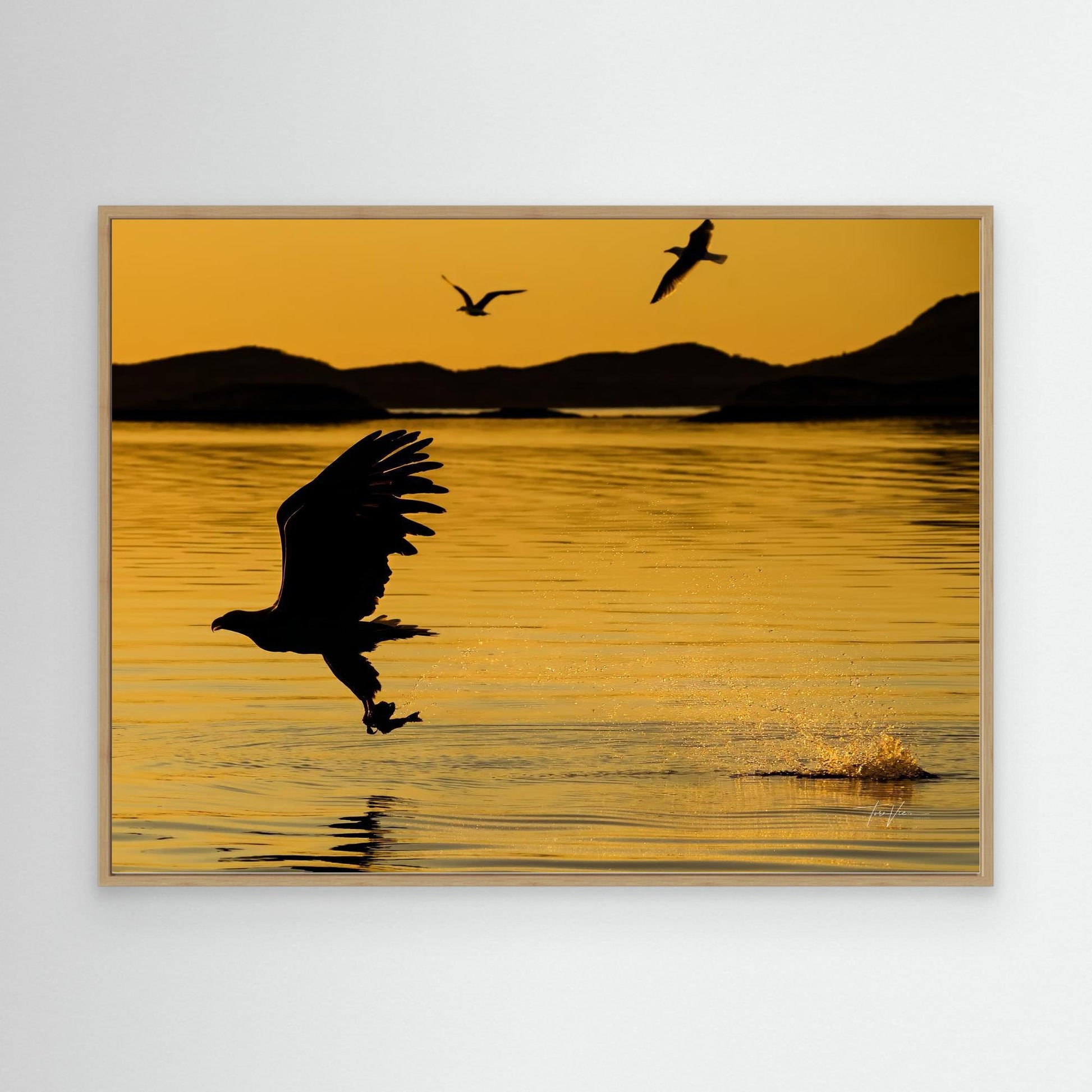 Havørn 001