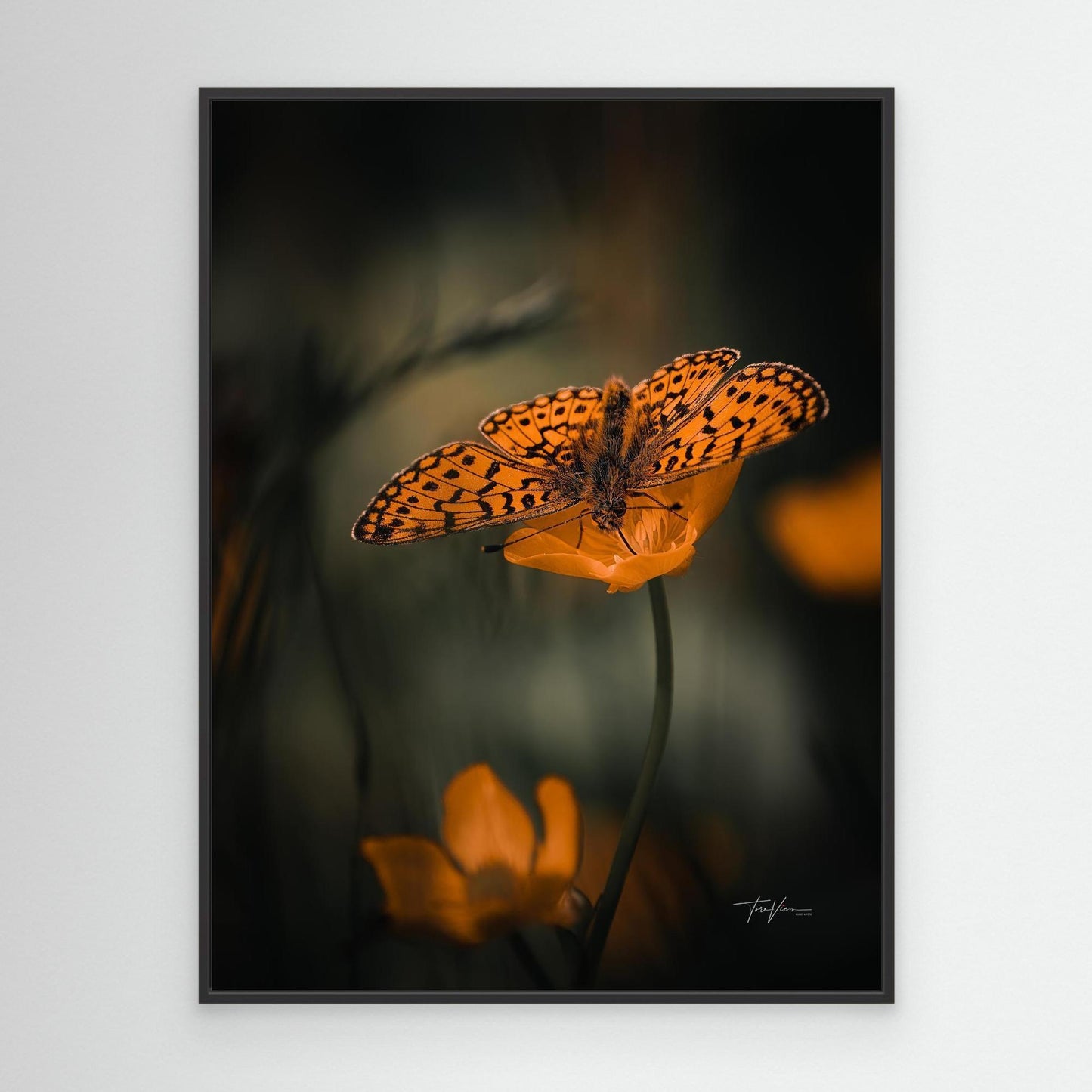 Smørblomst 002