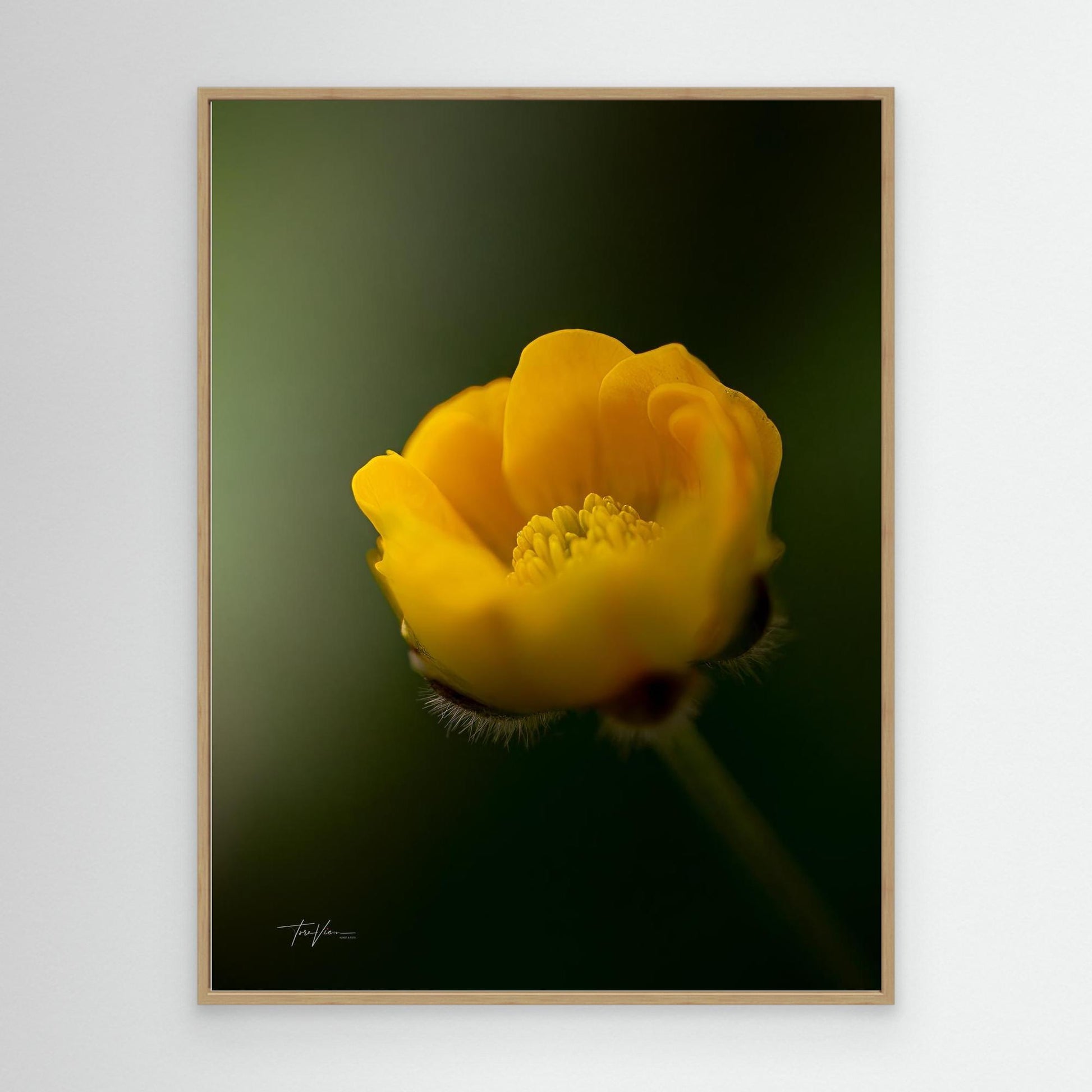 Smørblomst 001