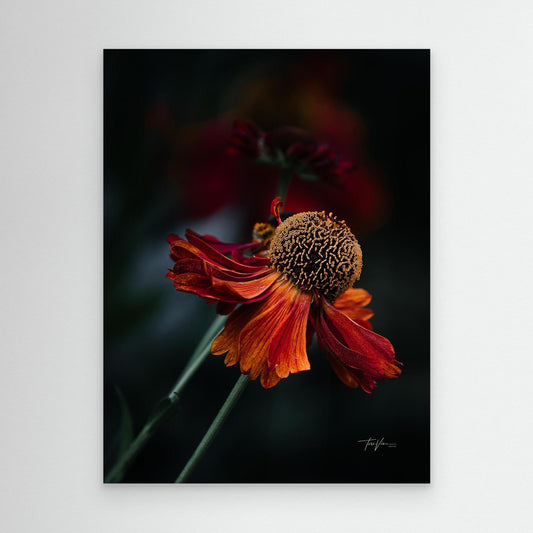 Solbrud 001